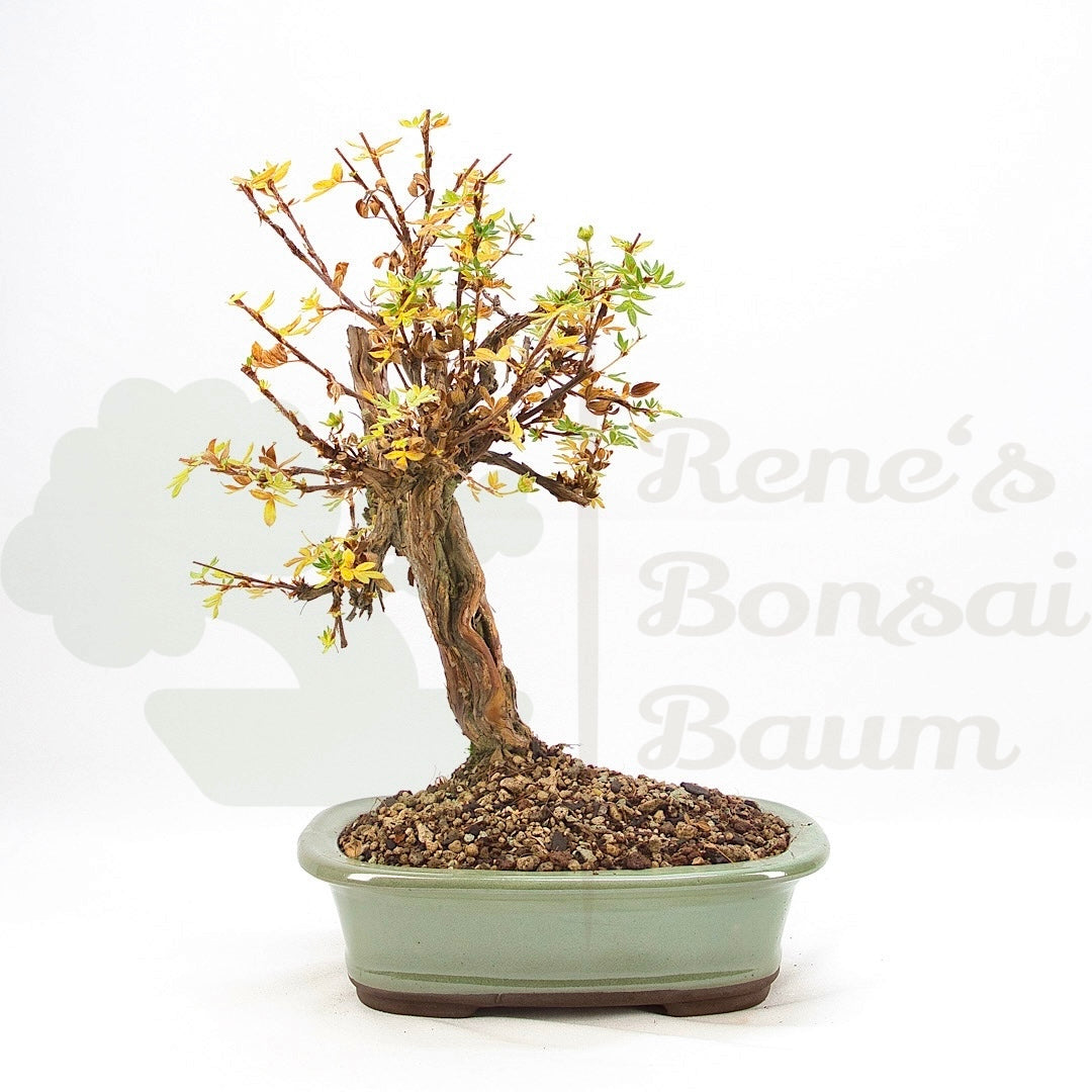 Weißer Fingerstrauch 'Potentilla fruticosa'